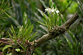 BRASSAVOLA NODOSA GROWING ON A LOG