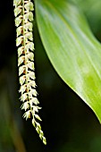 DENDROCHILUM WENZELII