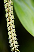 DENDROCHILUM WENZELII