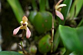 MAXILLARIA STRIATA