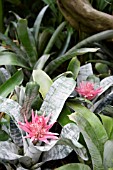 AECHMEA FASCIATA