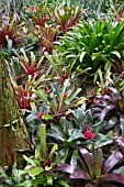 NEOREGELIA SPECIES COLLECTION AT SINGAPORE BOTANICAL GARDENS