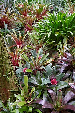 NEOREGELIA_SPECIES_COLLECTION_AT_SINGAPORE_BOTANICAL_GARDENS