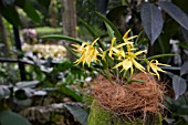 BRASSAVOLA CONDUTA