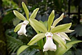 GREEN AND WHITE CATTLEYA ORCHID