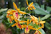 ORANGE ODONTOGLOSSUM ORCHID