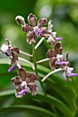 VANDA MIMI PALMER