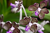 VANDA MIMI PALMER