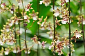 ONCIDIUM COLMANARA WILD CAT