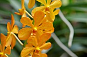 ORANGE VANDA ORCHID FLOWERS