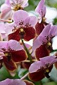 TWO TONE VANDA ORCHID FLOWERS