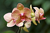 PHALAENOPSIS