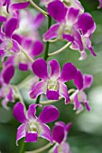 DENDROBIUM SYDNEY BRENNER (DENDROBIUM MICHIKO X DENDROBIUM MAK SEE)