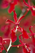 RENANTHERA PALOMA PICASSO (RENANTHERA AKIHITO X RENANTHERA STORIEI)