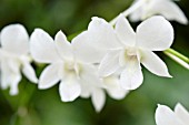 DENDROBIUM MEMORIA PRINCESS DIANA (DENDROBIUM PATTAYA BEAUTY X DENDROBIUM FAIRY WONG)