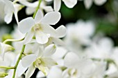 DENDROBIUM MEMORIA PRINCESS DIANA (DENDROBIUM PATTAYA BEAUTY X DENDROBIUM FAIRY WONG)