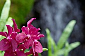 PINK VANDA ORCHID FLOWERS