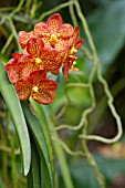 ORANGE VANDA ORCHID FLOWERS