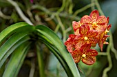 ORANGE VANDA ORCHID FLOWERS