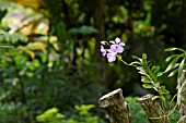 PALE PINK VANDA ORCHID GROWING ON A LOG