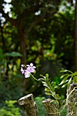 PALE PINK VANDA ORCHID GROWING ON A LOG