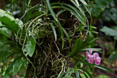 PINK VANDA ORCHID AMONGST FOLIAGE