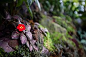 EPISCIA CUPREATA