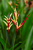 HELICONIA PSITTACORUM LADY DI