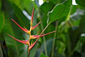 HELICONIA LATISPATHA ORANGE GYRO