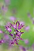 ALLIUM SOLANDERI