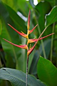 HELICONIA LATISPATHA ORANGE GYRO