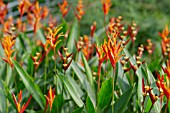 HELICONIA STRICTA LAS CRUCES