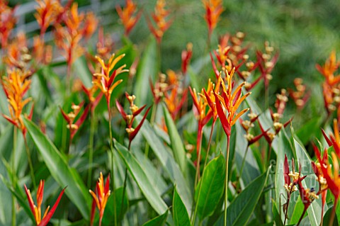 HELICONIA_STRICTA_LAS_CRUCES