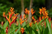 HELICONIA STRICTA LAS CRUCES