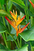 HELICONIA PSITTACORUM X SPATHOCIRCINATA TROPICS