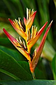 HELICONIA PSITTACORUM X SPATHOCIRCINATA TROPICS