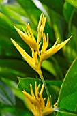 HELICONIA PSITTACORUM X SPATHOCIRCINATA YELLOW PARROT