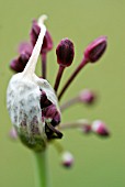 ALLIUM FLOWER OPENING