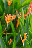 HELICONIA PSITTACORUM ANDROMEDA