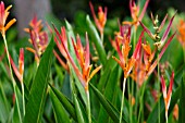 HELICONIA PSITTACORUM ANDROMEDA