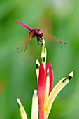 TRITHEMIS AURORA, CRIMSON MARSH GLIDER DRAGONFLY