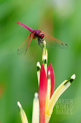 TRITHEMIS_AURORA_CRIMSON_MARSH_GLIDER_DRAGONFLY