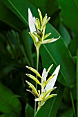 HELICONIA PSITTACORUM PERU WHITE NEW