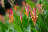 HELICONIA PSITTACORUM LIZETTE