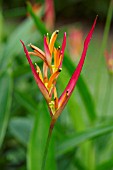 HELICONIA PSITTACORUM LIZETTE