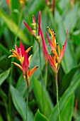 HELICONIA PSITTACORUM LIZETTE