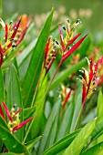 HELICONIA PSITTACORUM BLACK CHERRY