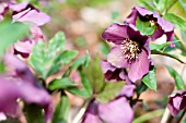 HELLEBORUS ORIENTALIS