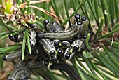 NEODIPRION SERTIFER; PINE SAWFLY LARVAE