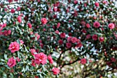 CAMELLIA JAPONICA VANSITTART PINK